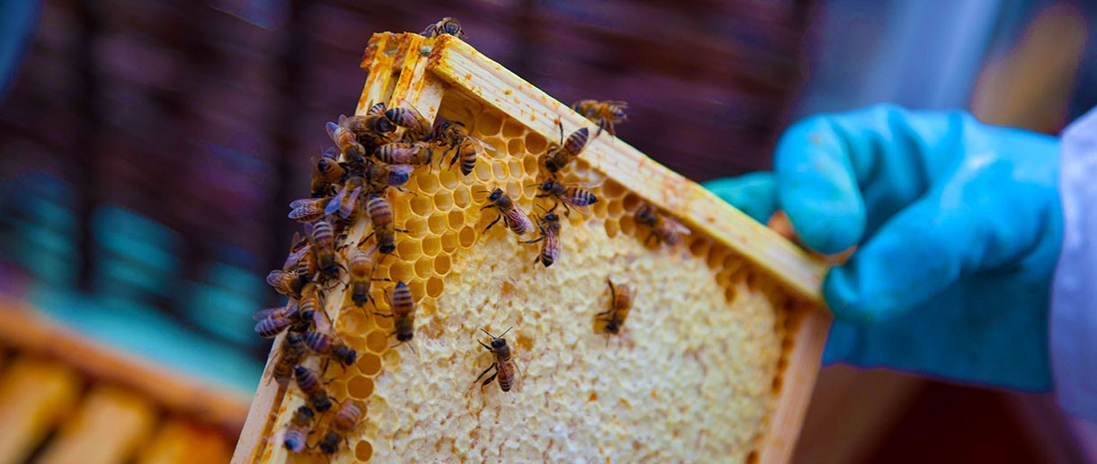 درباره کندو طلایی